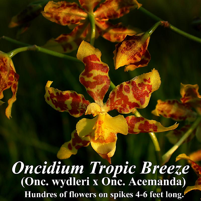 Onc. Tropic Breeze 5-6" pot in spike.